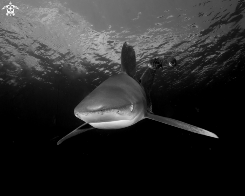 A Oceanic White Tip Shark