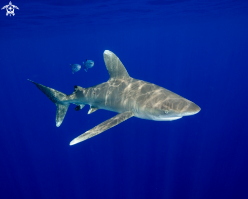 A Carcharhinus longimanus | Oceanic White Tip Shark