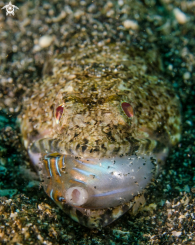 A Lizardfish