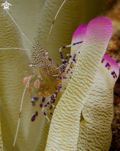 A Spotted Cleaner Shrimp