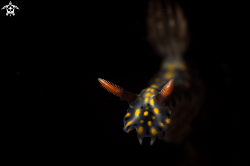 A Nudibranch