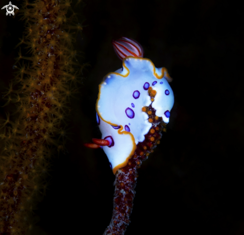 A Nudibranch