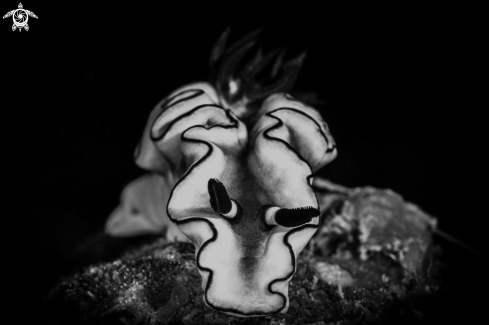 A Nudibranch