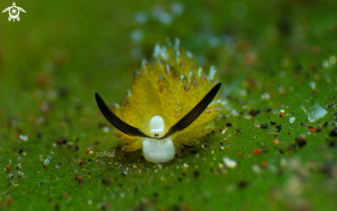 A costasiella sp