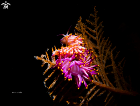 A Cuthona sibogae | Nudibranch