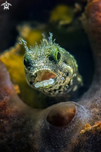 A Acanthemblemaria maria | Secretary Blenny