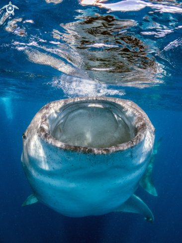 A Rhincodon typus | Whale Shark