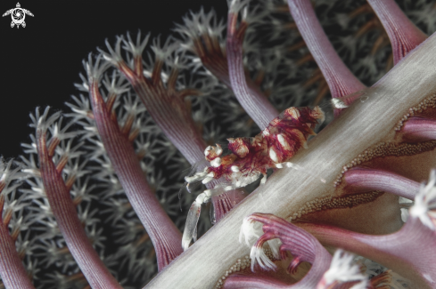 A Dasycaris ceratops | Sea pen shrimp