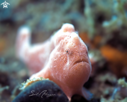 A juvenile frogfish