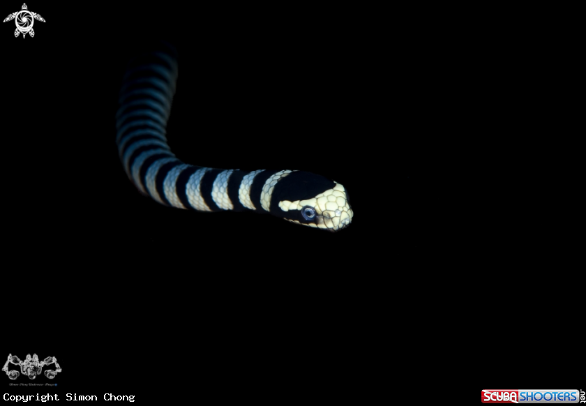 A Sea Snake 