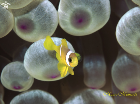 A Baby clownfish