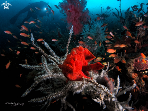 frog fish 