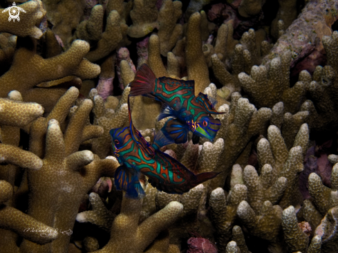 A Mandarin Fish 