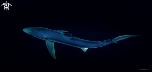 Blue Shark