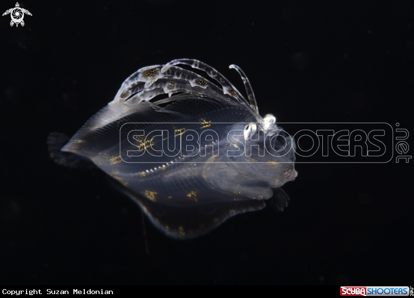A Flounder, Cyclopsetta fimbriata