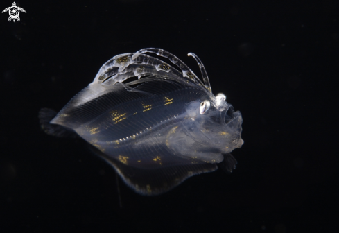 A Flounder, Cyclopsetta fimbriata