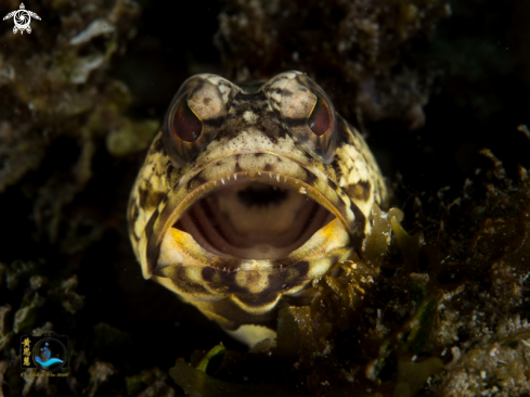 A Dusky jawfish