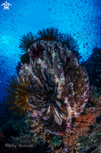 A Barrel Sponge