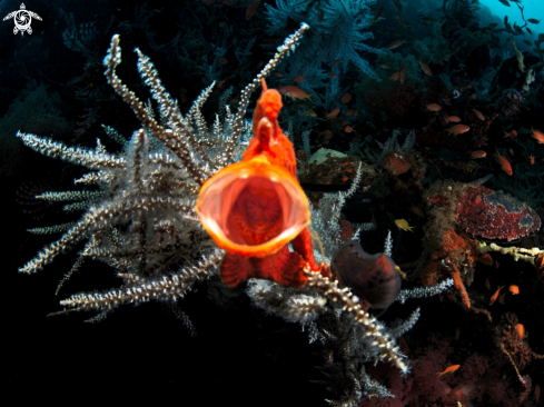 A frog fish 