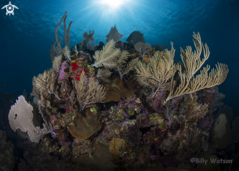 A Coral Bommies