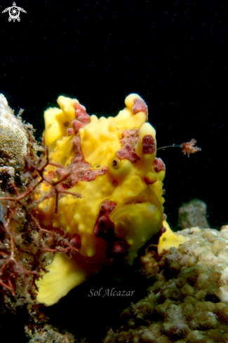 A warty frogfish