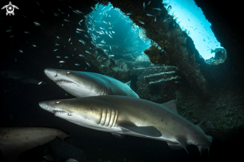 A Sand Tiger Shark