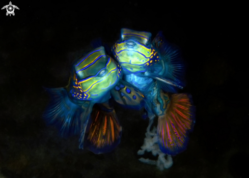 A Mandarin fishes