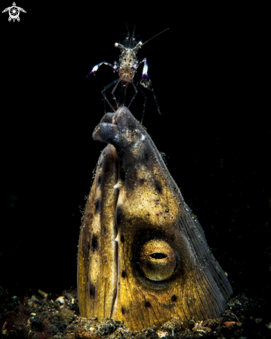 A Ophichthidae | Snake eel ,Periclimenes magnificus