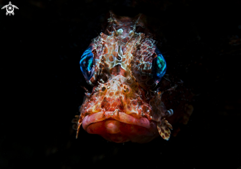 A Scorpion fish