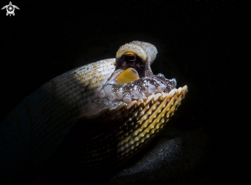 A Octopus marginatus | Cocconut octopussy