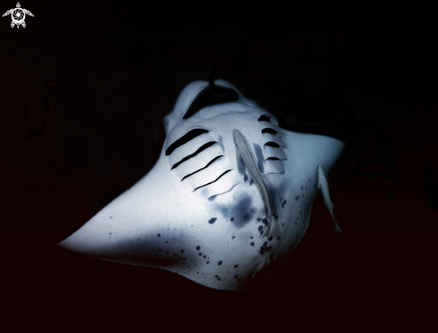 A Manta birostris | Manta birostris