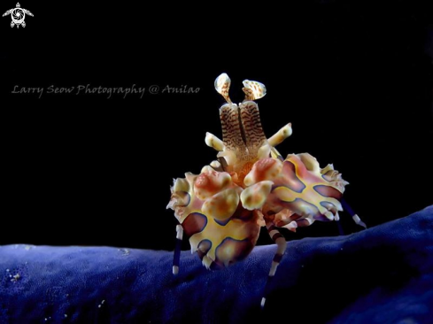 A Harlequin Shrimp