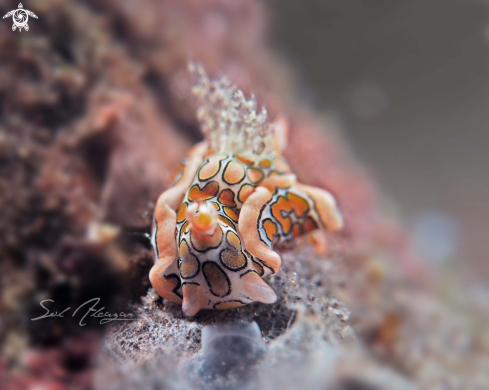 A psychedelic batwing slug