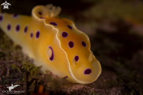 A Inkspot Nudibranch