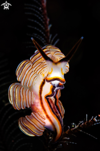 A Nudibranch