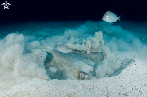 A Southern Stingray