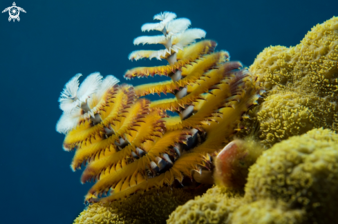 A Spirobranchus Giganteus | Christmas Tree Worm