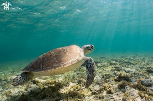 A Chelonia mydas | Green Turtle