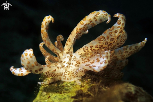 A Phyllodesmium longicirrum/ Bergh, 1905 | Solar-powered Phyllodesmium