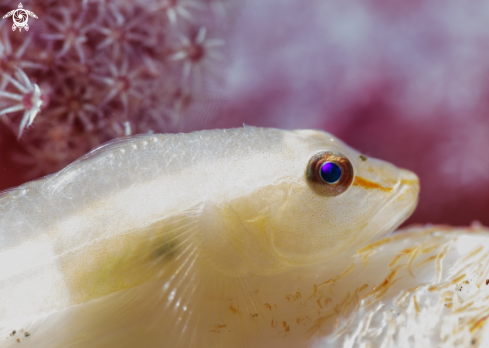A Pleurosicya boldinghi, | Soft Coral Ghostgoby