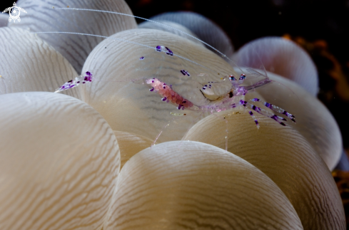 A Anemone Shrimp