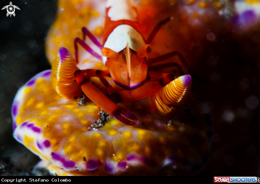 A emperor shrimp