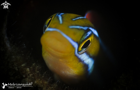 A Bluestriped Fangblenny