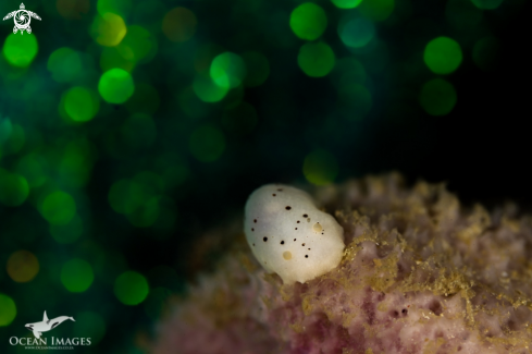 A Small spotted dorid