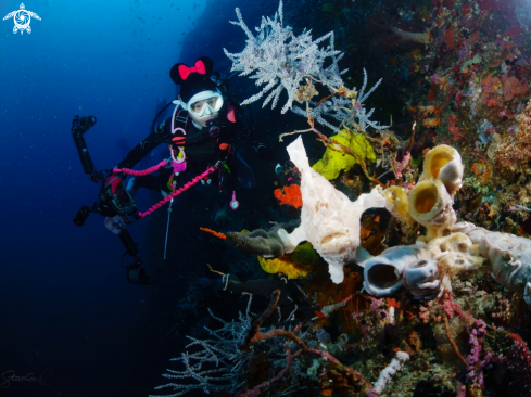 A Frog fish and diver