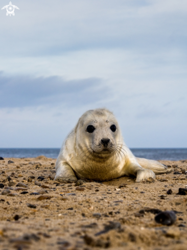 A Grey Seal (pup)