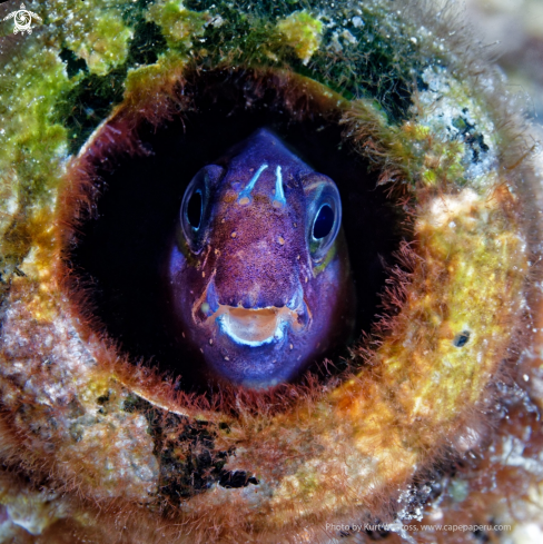 A Rockskipper Blenni