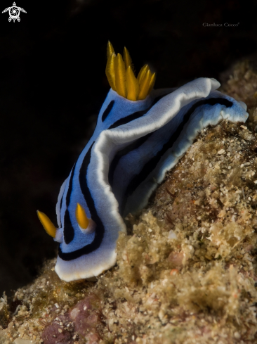 A Chromodoris lochi |  Nudibranch Chromodoris