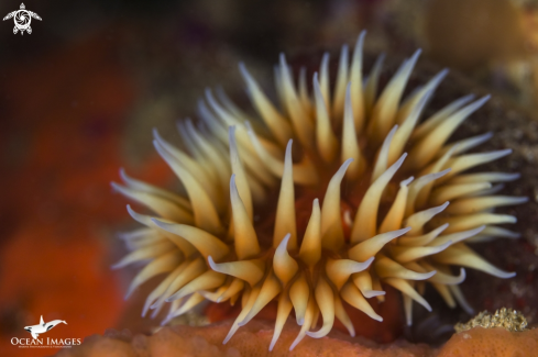 A False Plum Anemone