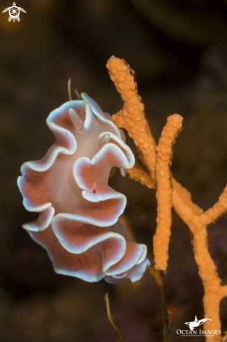 A Frilled Nudibranch